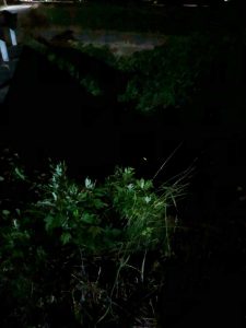 img_2700